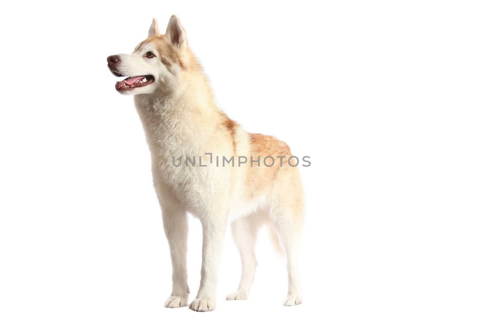 Husky dog with brown and white fur standing alert