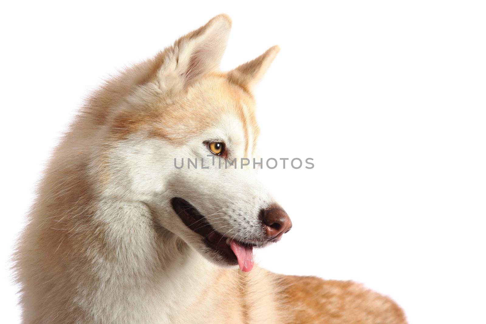 Portrait of a beautiful brown and white Husky dog