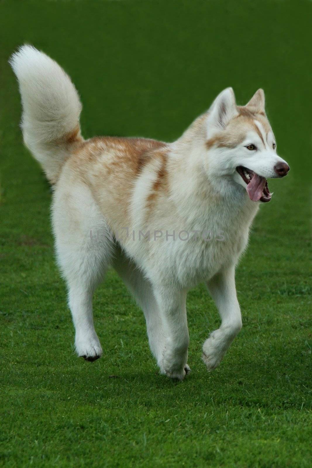 Beautiful Husky dog running across a lawn of green grass
