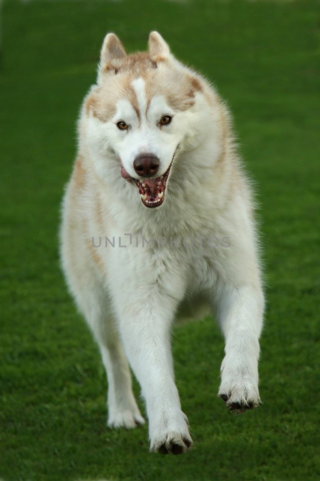 Beautiful Husky dog running across a lawn of green grass