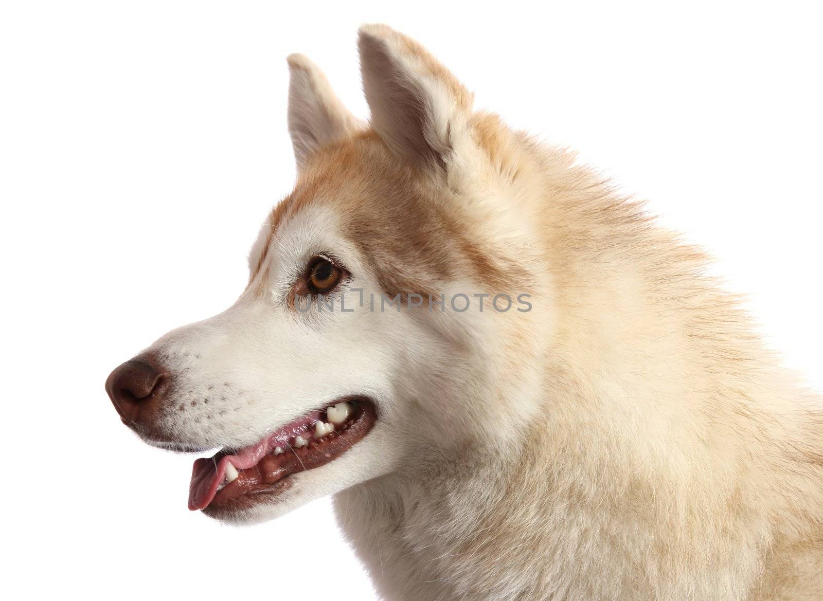 Portrait of a beautiful brown and white Husky dog