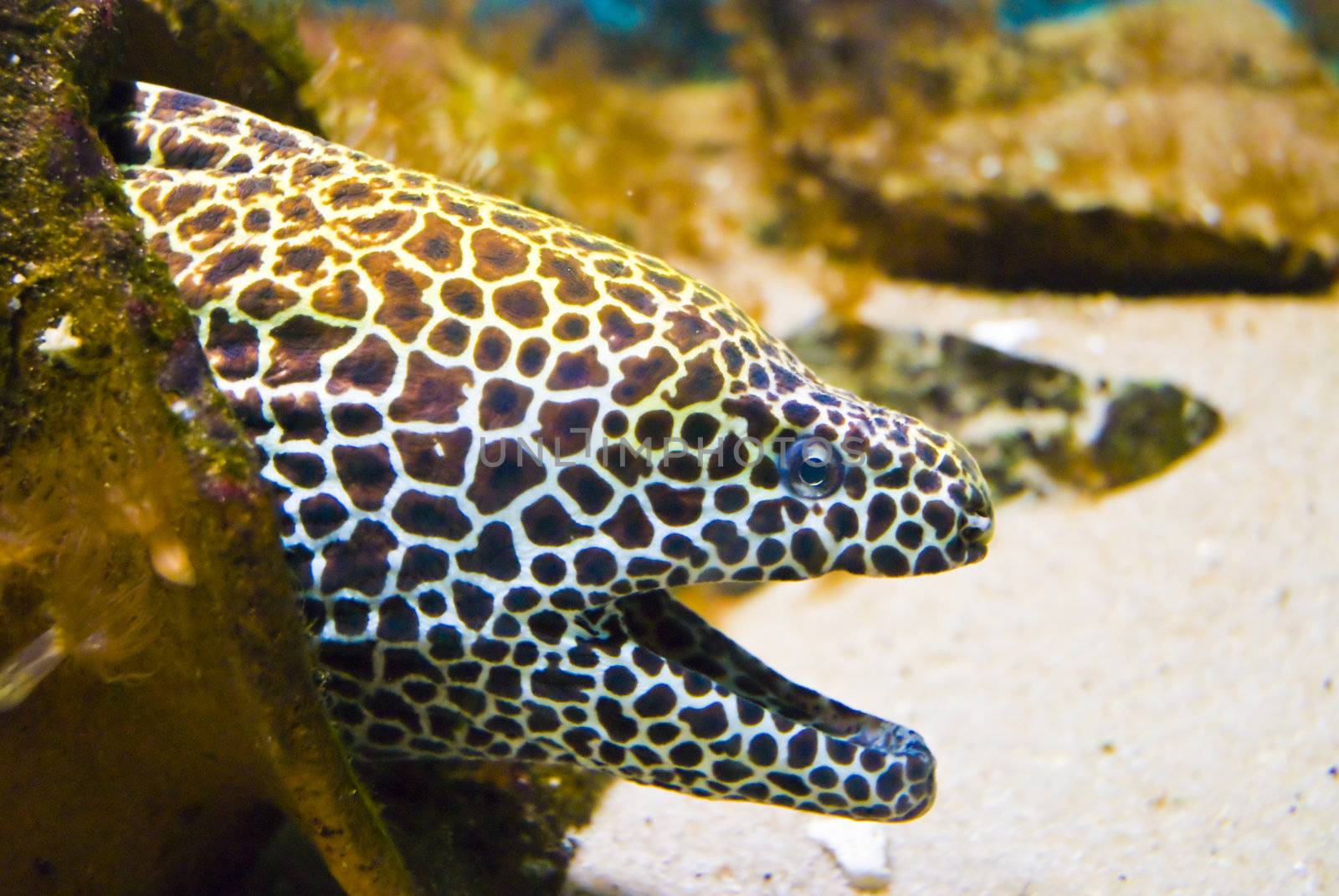 beautiful dangerous hungry barracud - moray on atoll by mozzyb