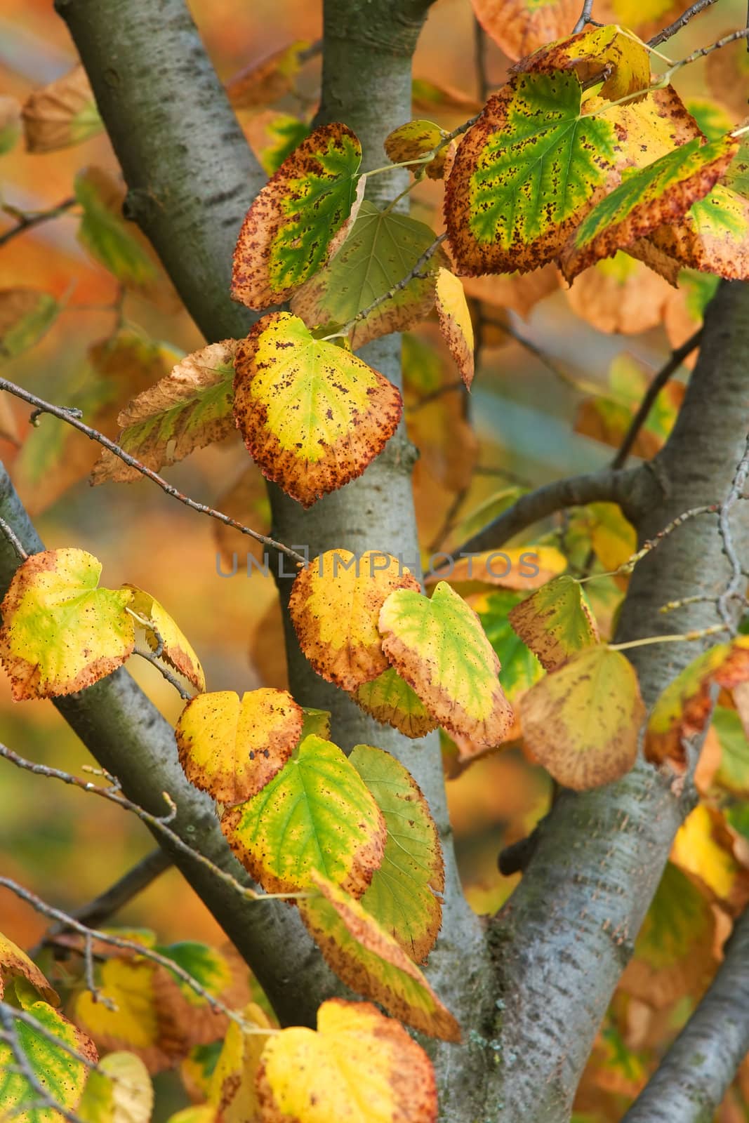 Colorful autumn leaves of a tree