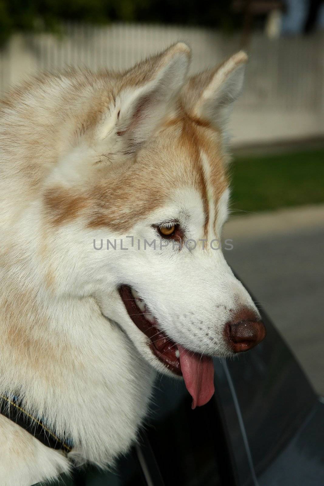 Beautiful Husky dog looking out of a motor car window