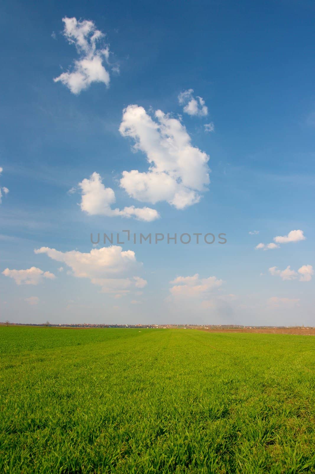 Green agricultural field, blue sky, white clouds