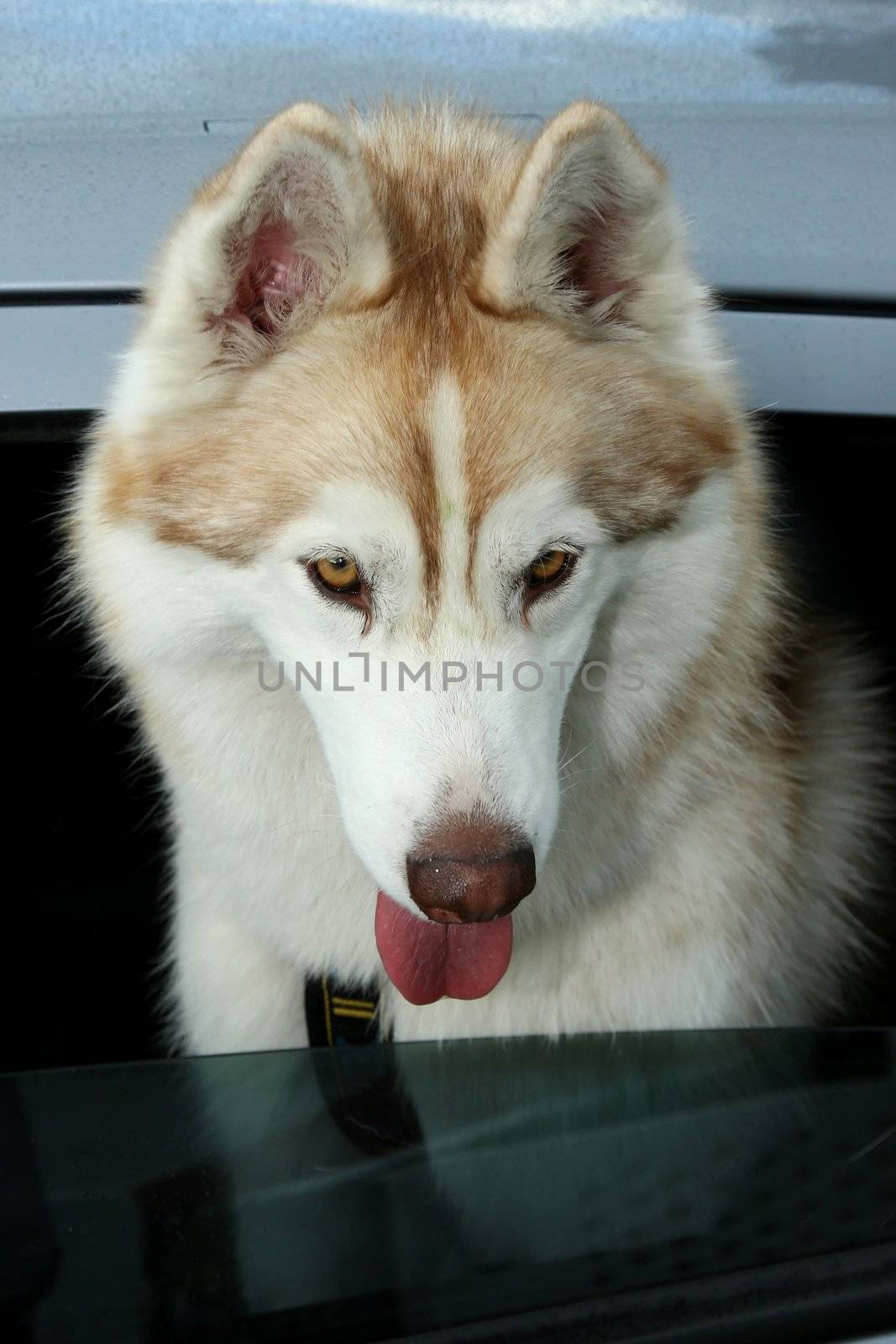 Beautiful Husky dog looking out of a motor car window