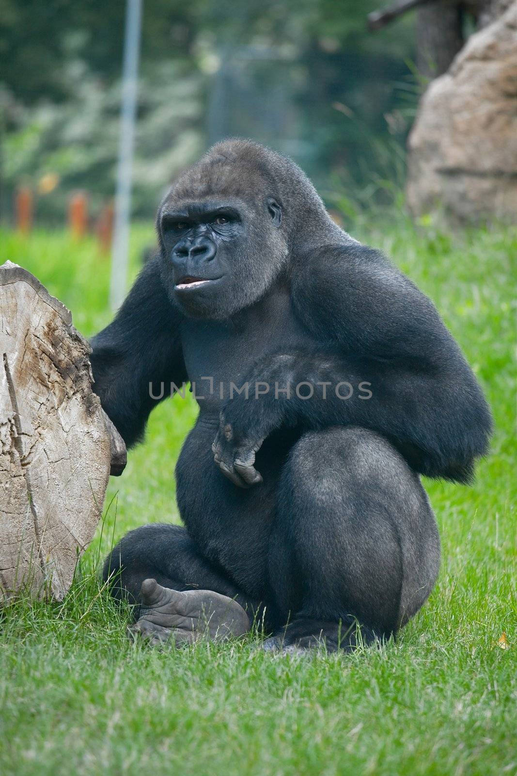 Curious gorilla watching