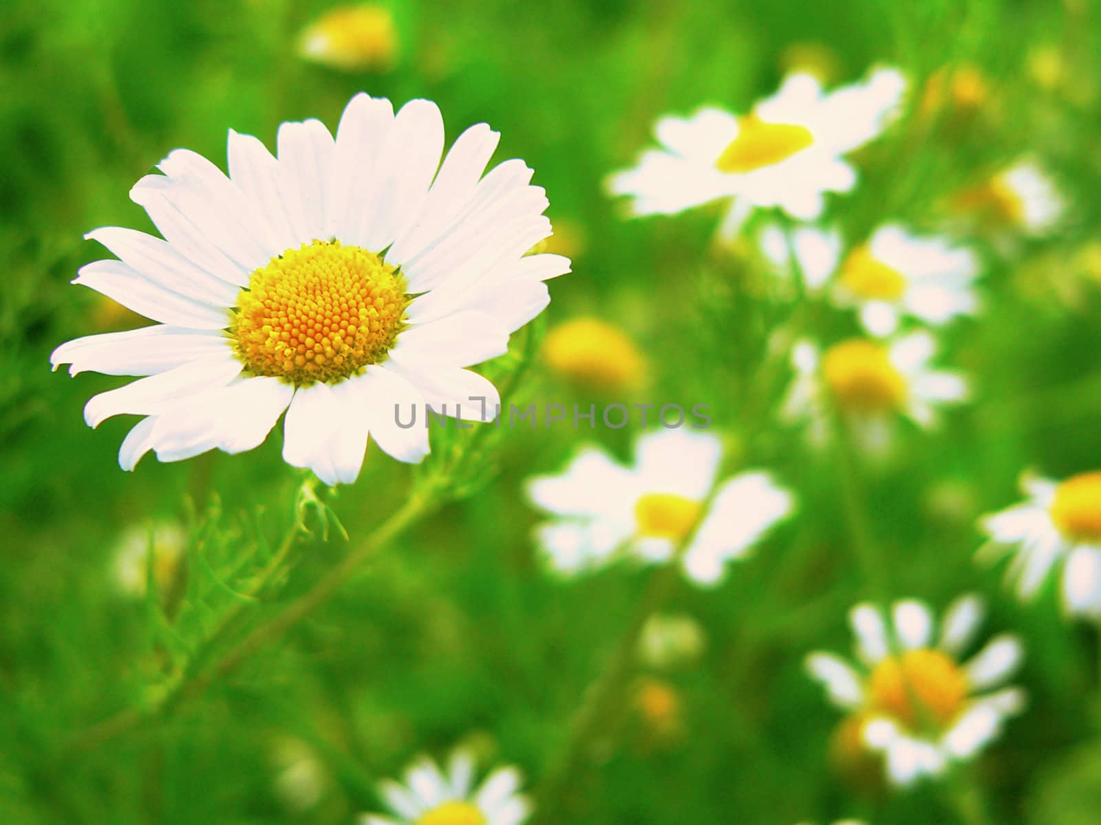 White and yellow daisy in grass field.