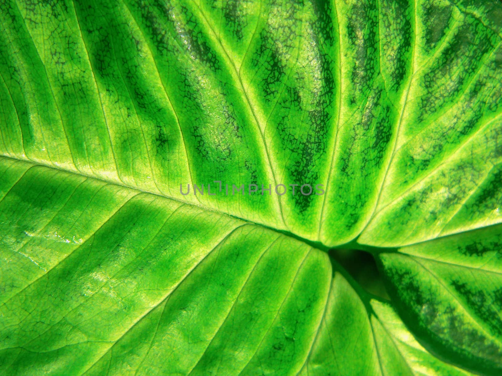 Green leaf. by mozzyb
