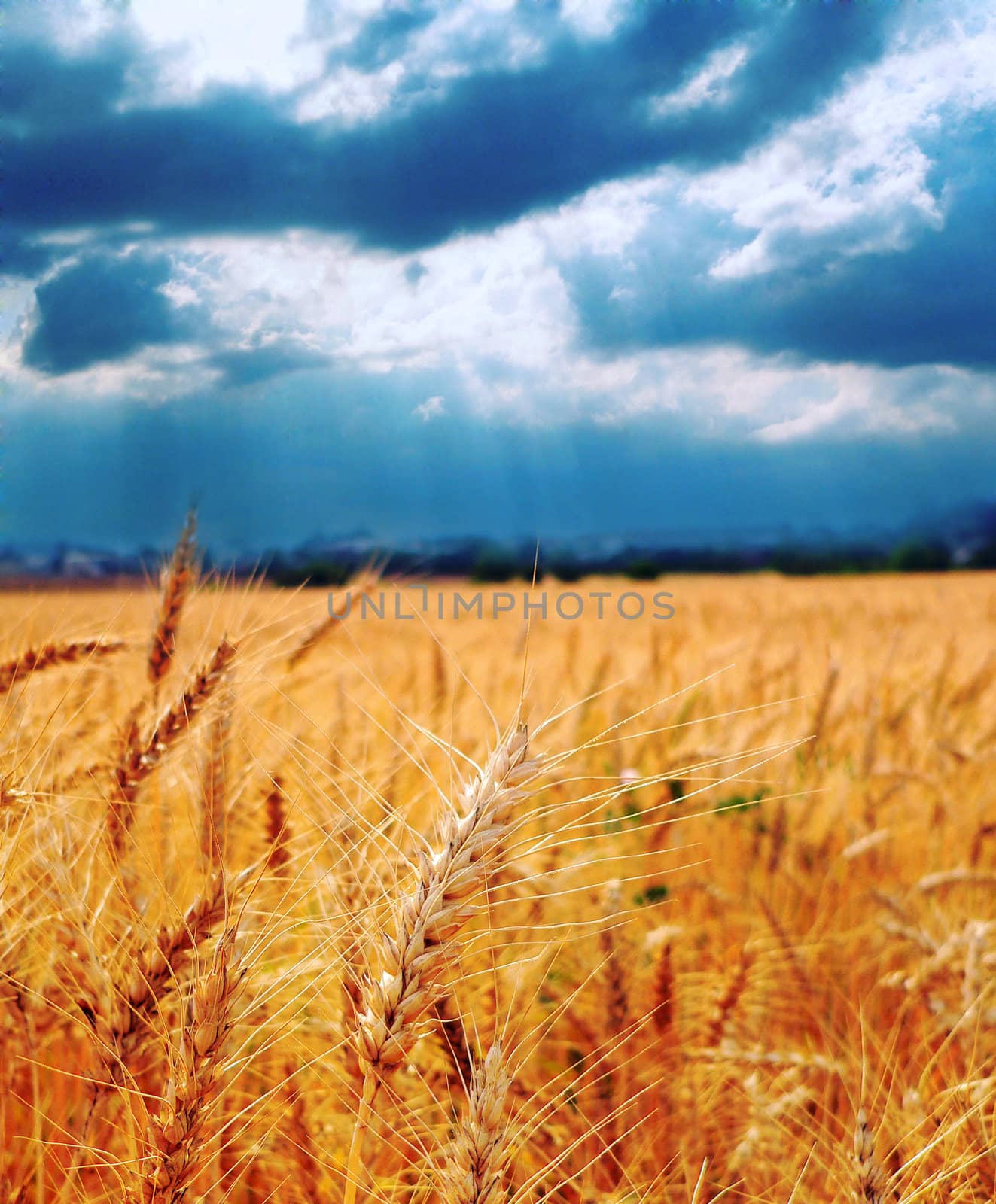 Wheat ready for harvest growing in a farm field under blue sky by mozzyb