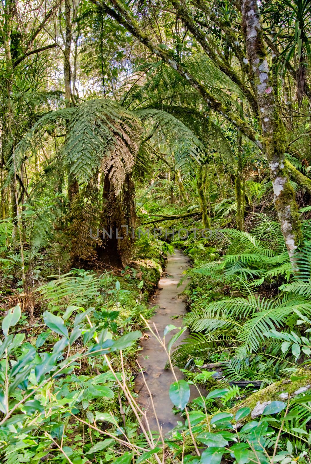 Inside the Araucaria Forest, one of Atlantic Forest vegetation types of plateaus in southern Brazil.