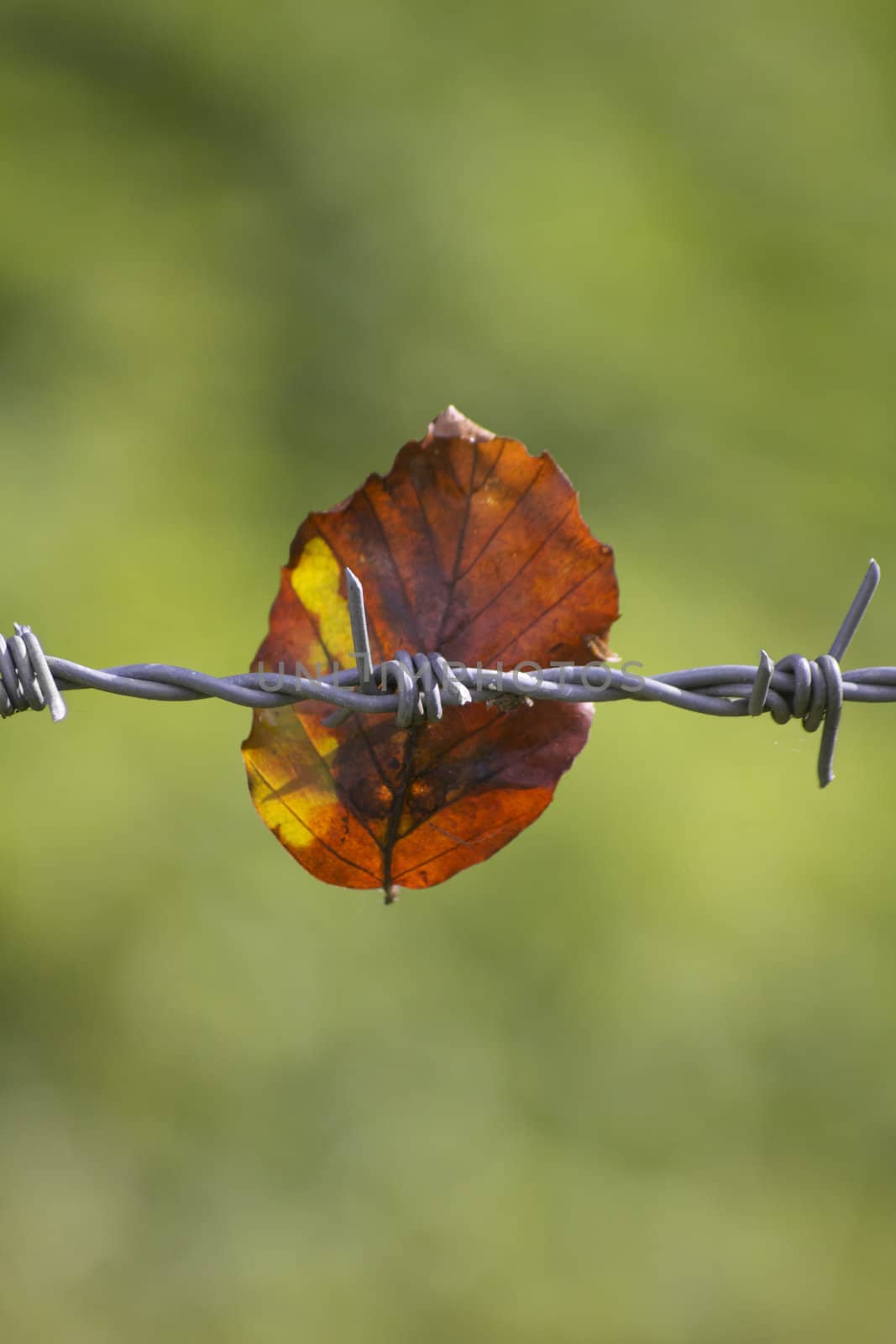 Barbed Wire and Leaf by naffarts2