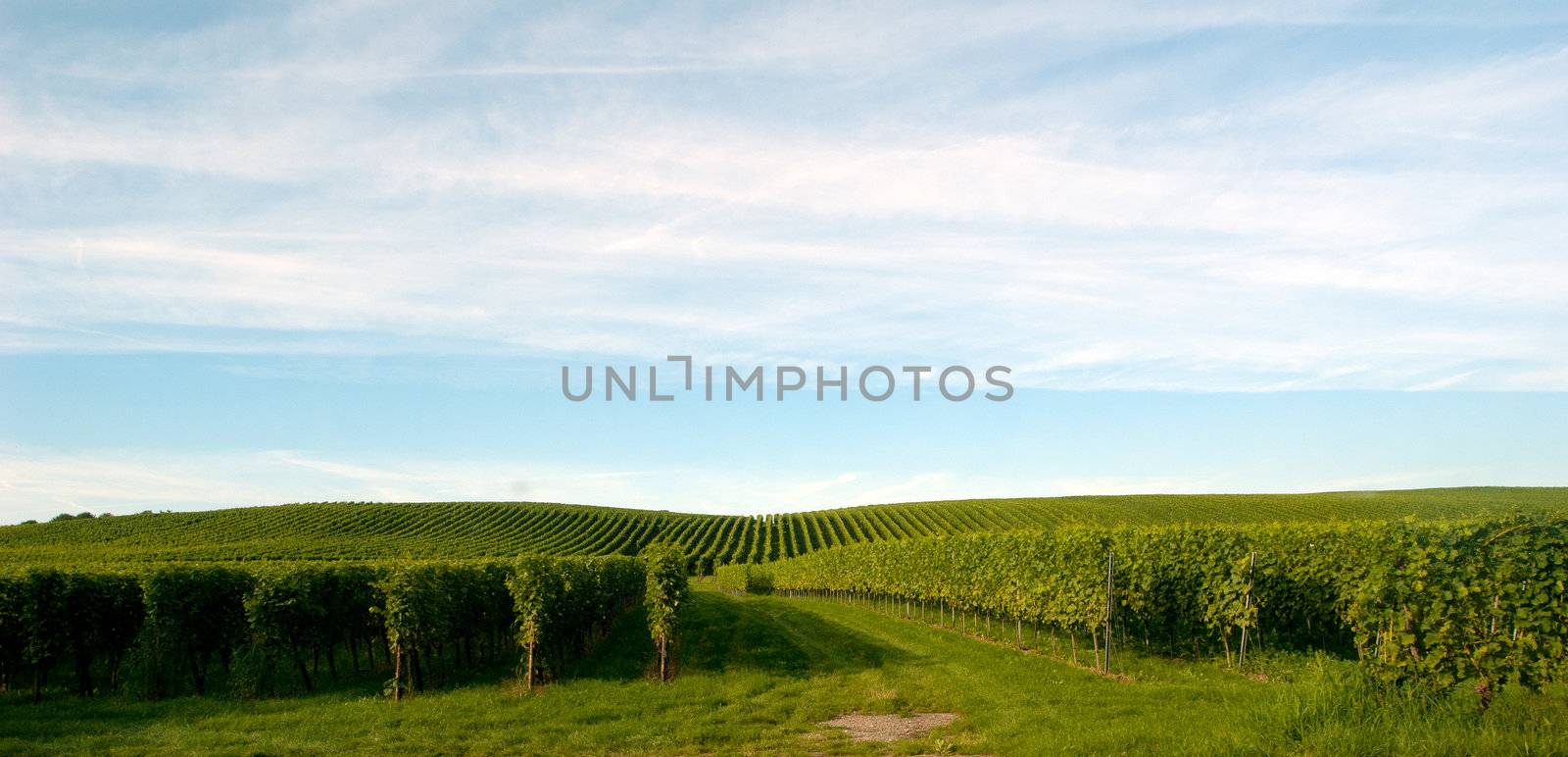 The Meersburg vineyards at the northern banks of Lake Constance