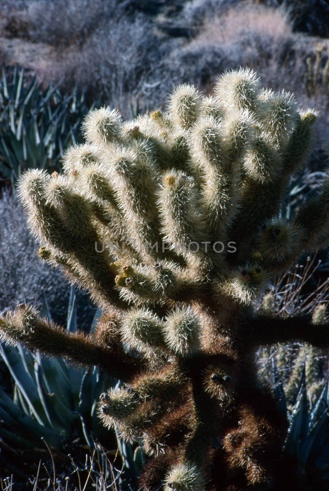 Cholla Cactus by jol66