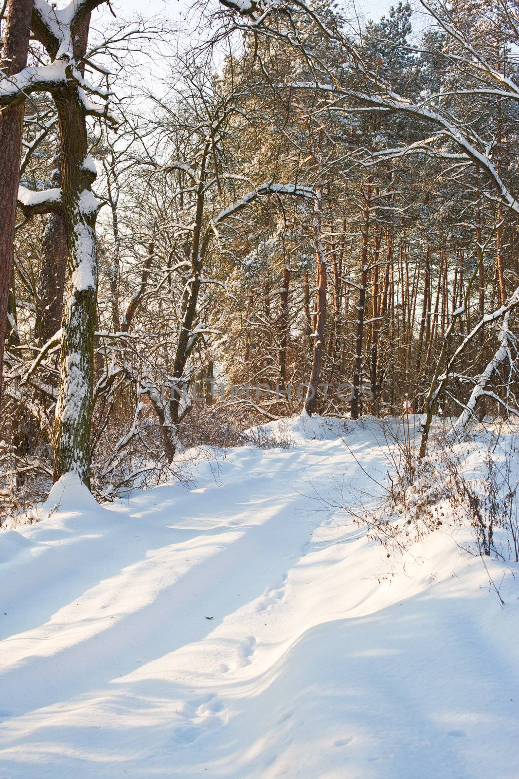 view series: cold winter forest landscape with snow