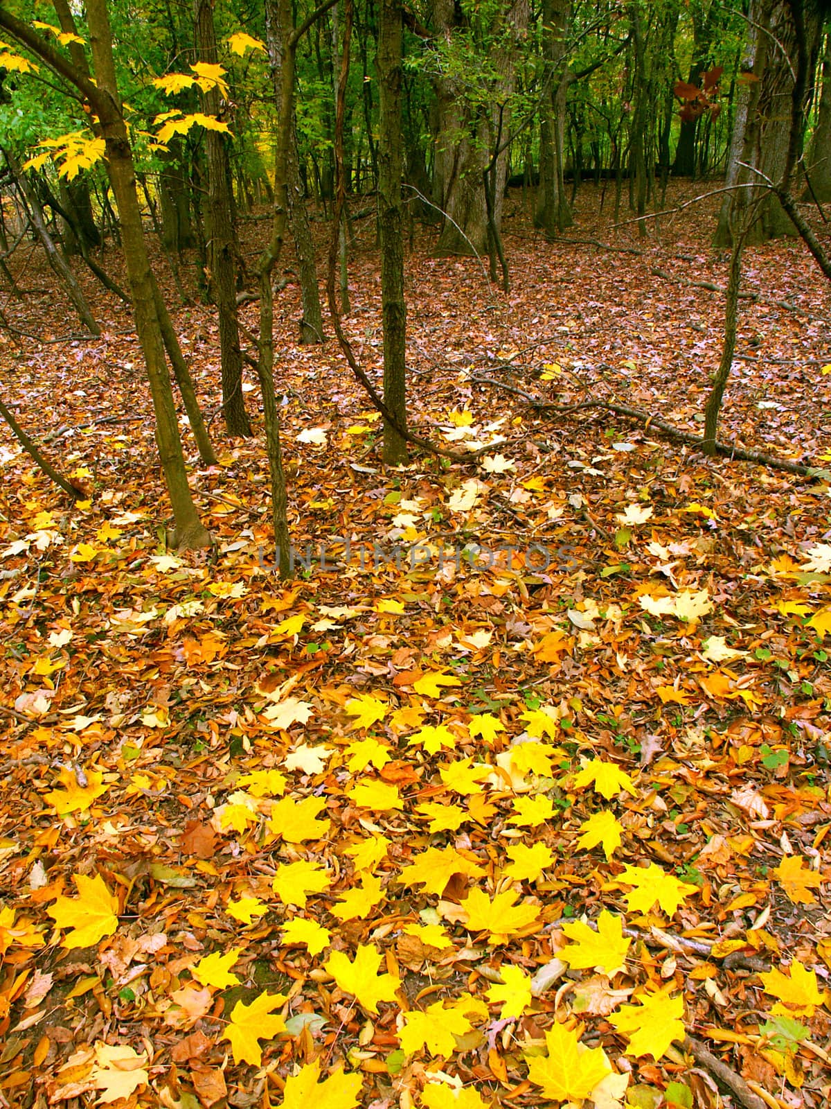 Beautifully colored fall leaves cover a woodland at Kishwaukee Gorge Forest Preserve in northern Illinois.