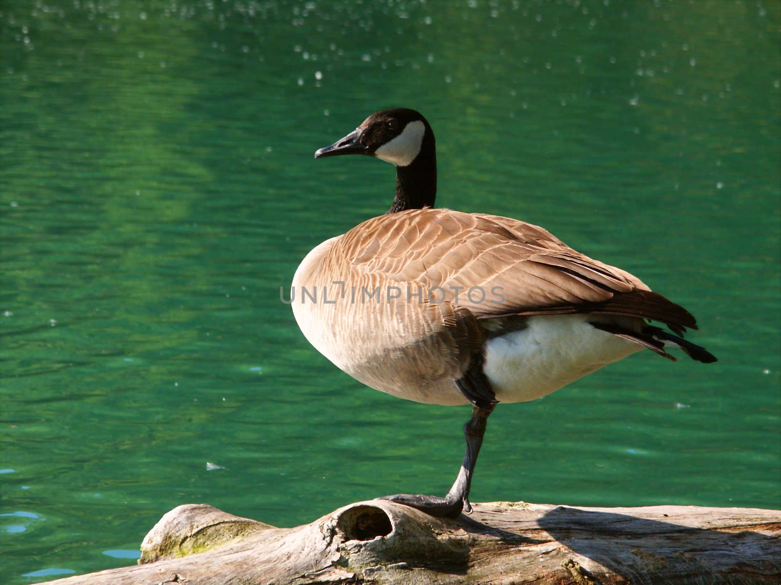 A Canada Goose (Branta canadensis) sits on a log at Spencer Conservation Area in Illinois.