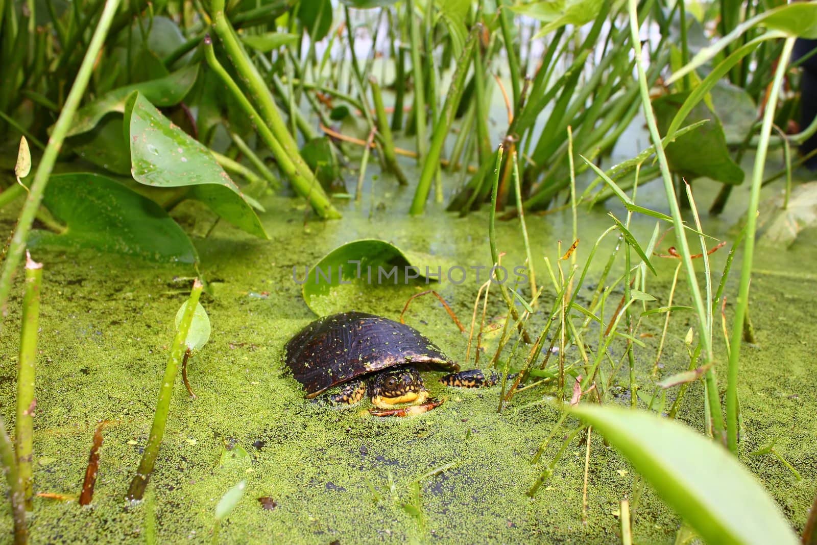 A juvenile Blandings Turtle (Emydoidea blandingii) surveys the marsh in northern Illinois.