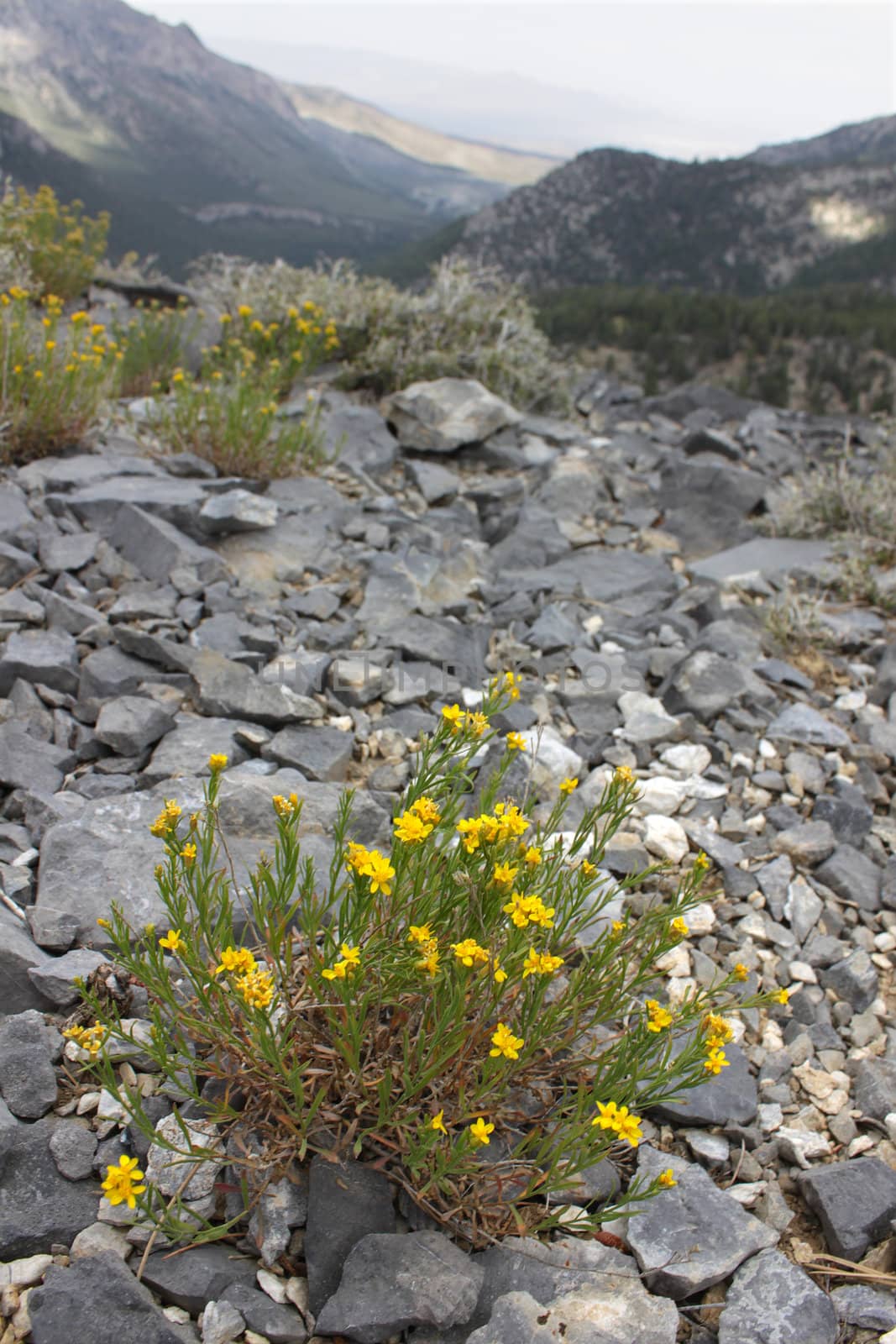 Lone stand of flowers amidst the rocky landscape of Nevada from Mount Charleston.