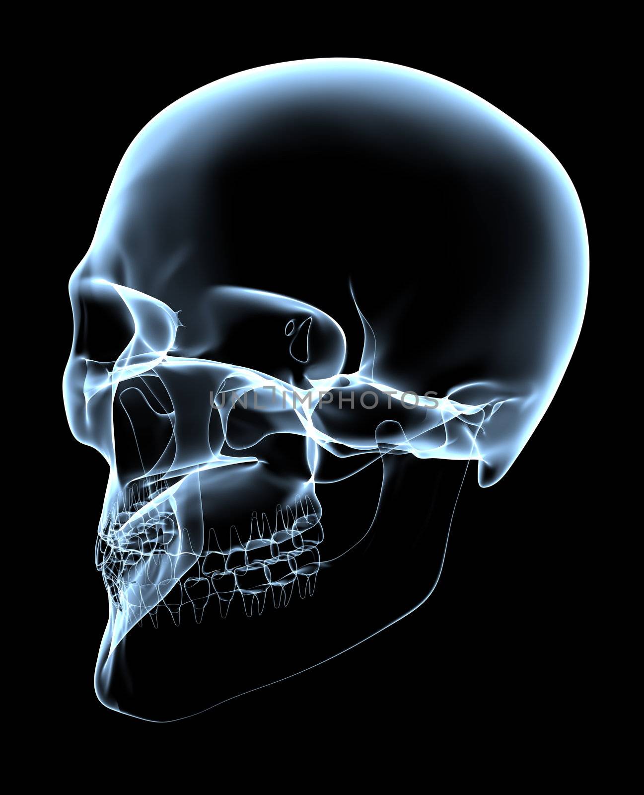 rendered bluish x-ray image of a human skull - oblique projection