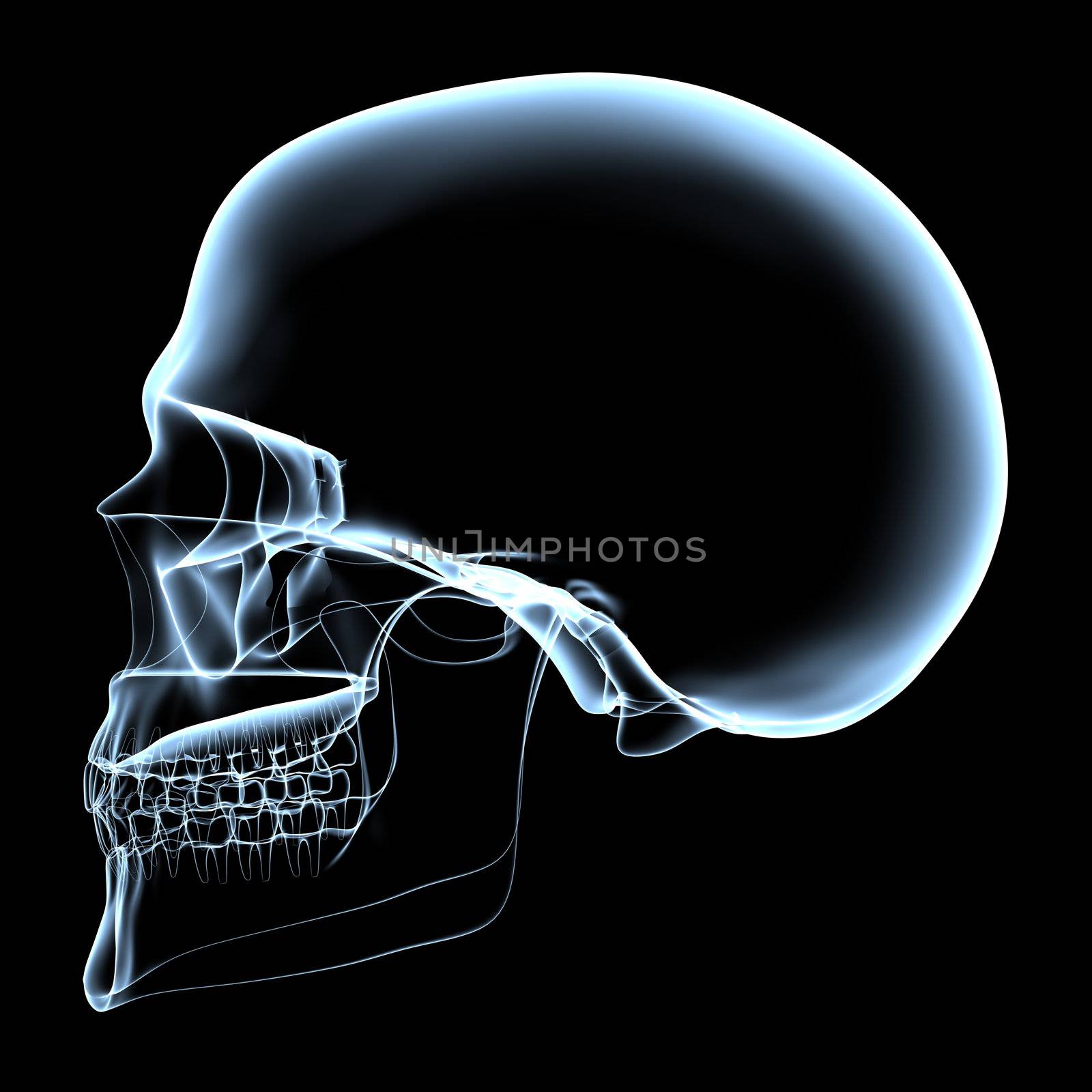 rendered bluish x-ray image of a human skull - side projection