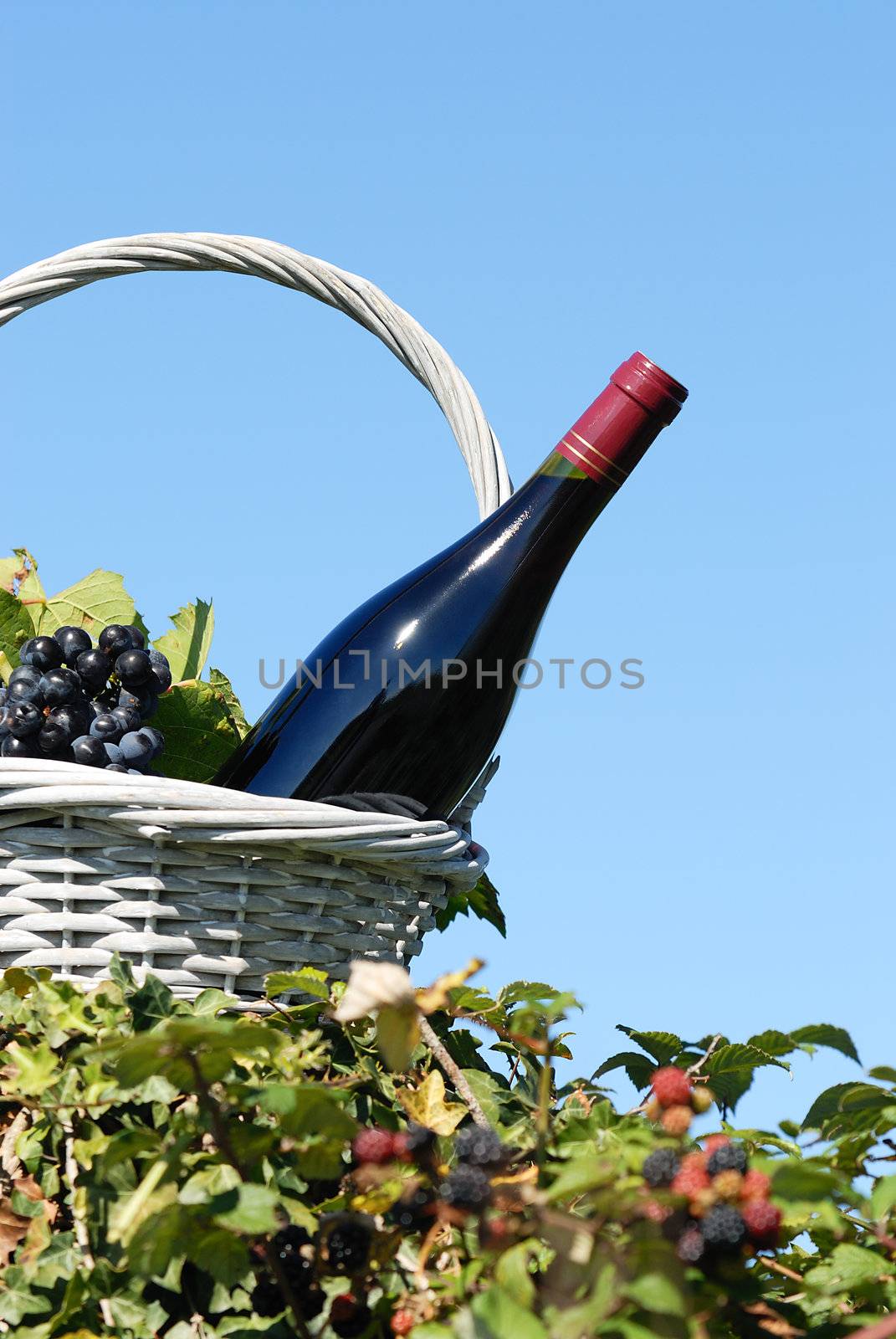 Bottle of red wine and grapes in basket 