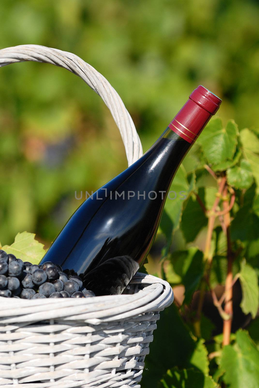 Bottle of red wine and grapes in basket 