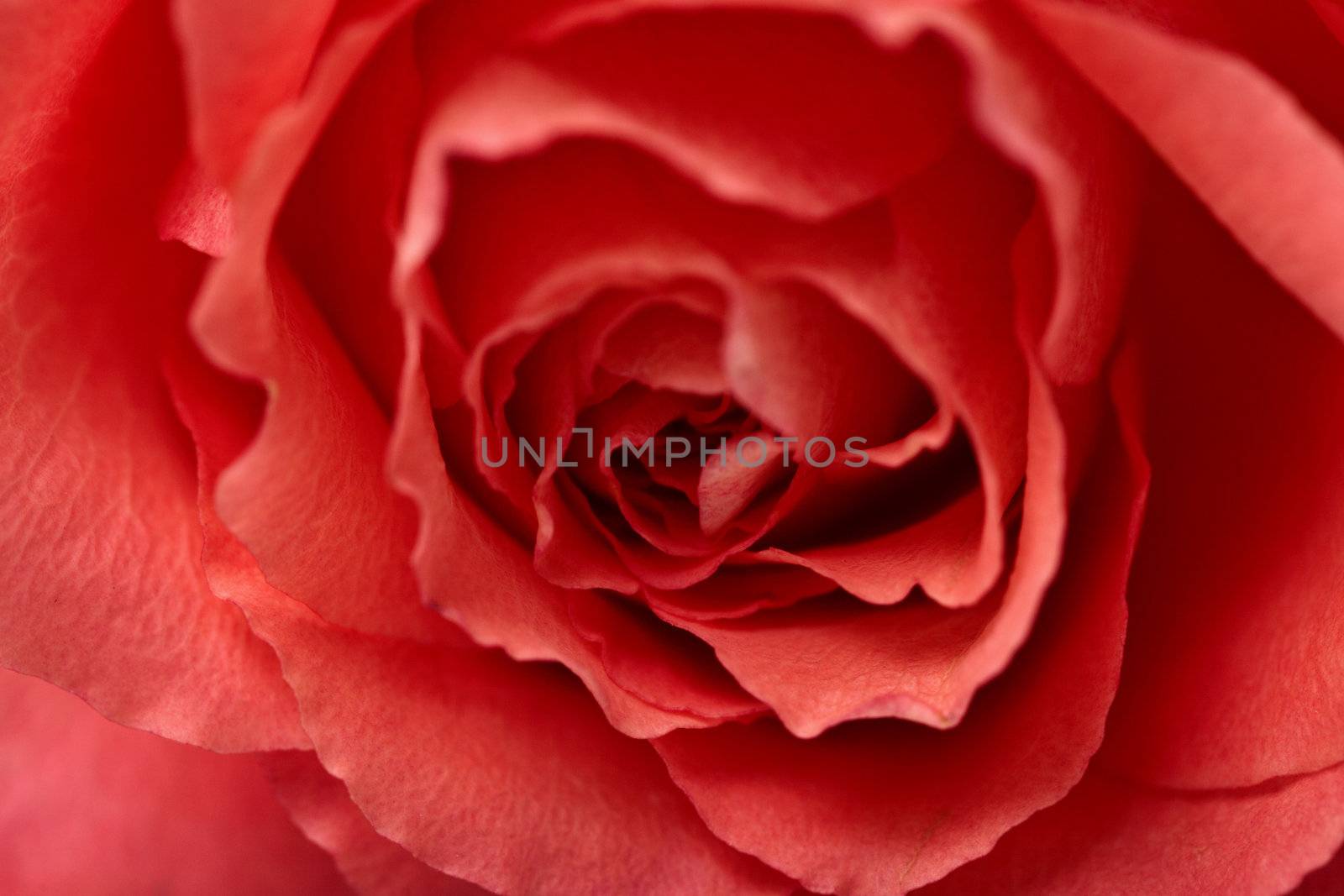 Big red flower - a rose close up