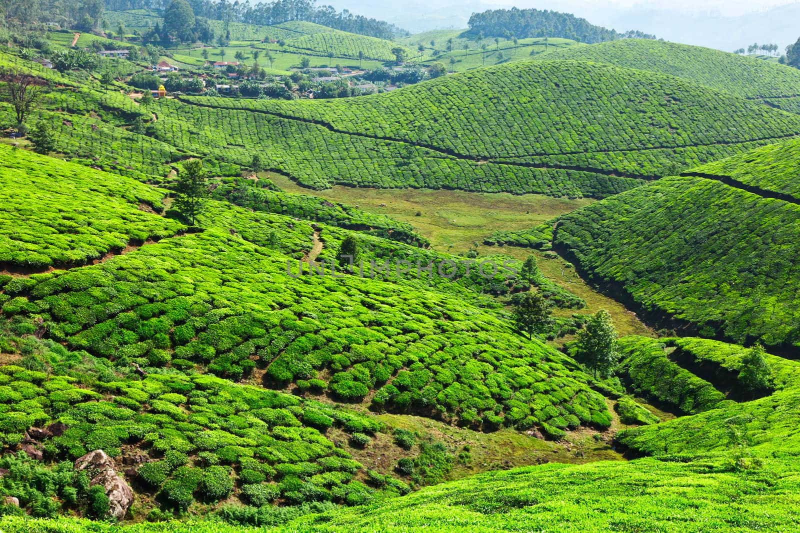 Tea plantations. Munnar, Kerala, India