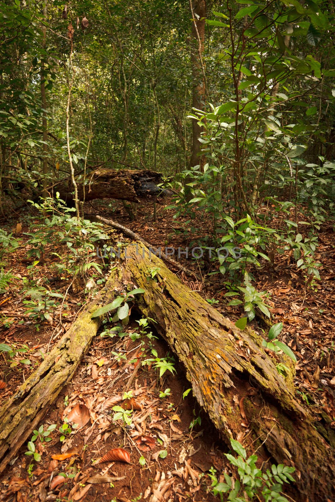 Tropical forest. Periyar wildlife sanctuary, Kumily, Kerala, India