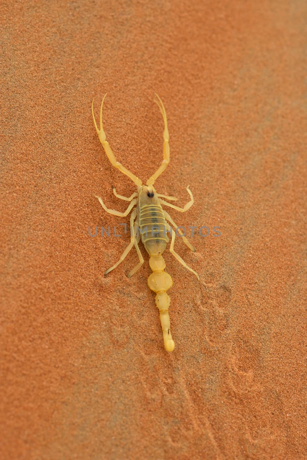 Arabian Scorpion by zambezi