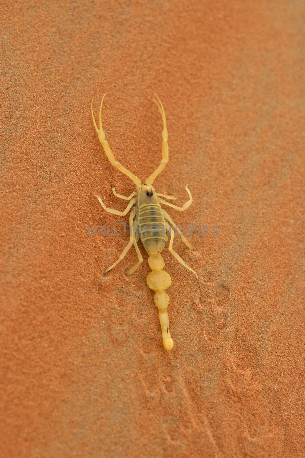 A highly venomous Arabian scorpion, Apistobuthus pterygocerus, leaving its tracks on a sand dune in the Empty Quarter Desert.