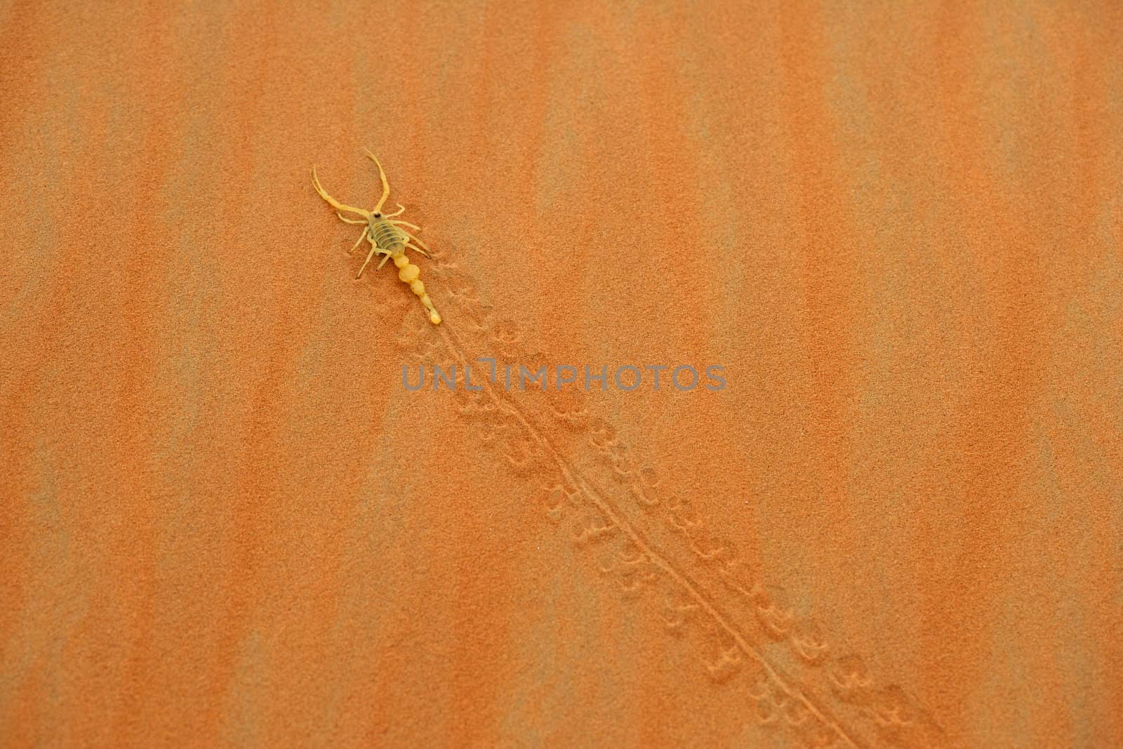 A highly venomous Arabian scorpion, Apistobuthus pterygocerus, leaving its tracks on a sand dune in the Empty Quarter Desert.