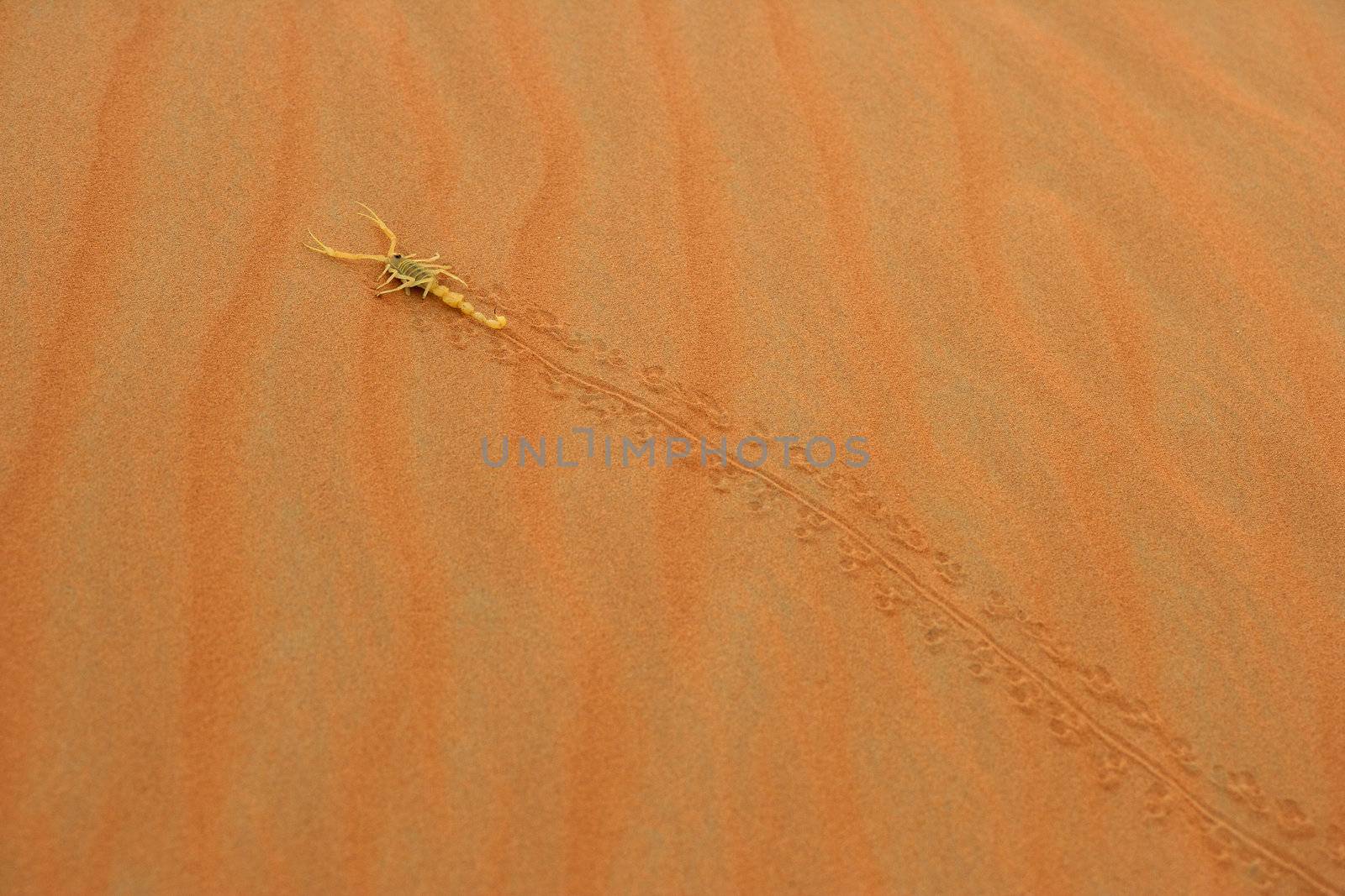 Arabian Scorpion by zambezi