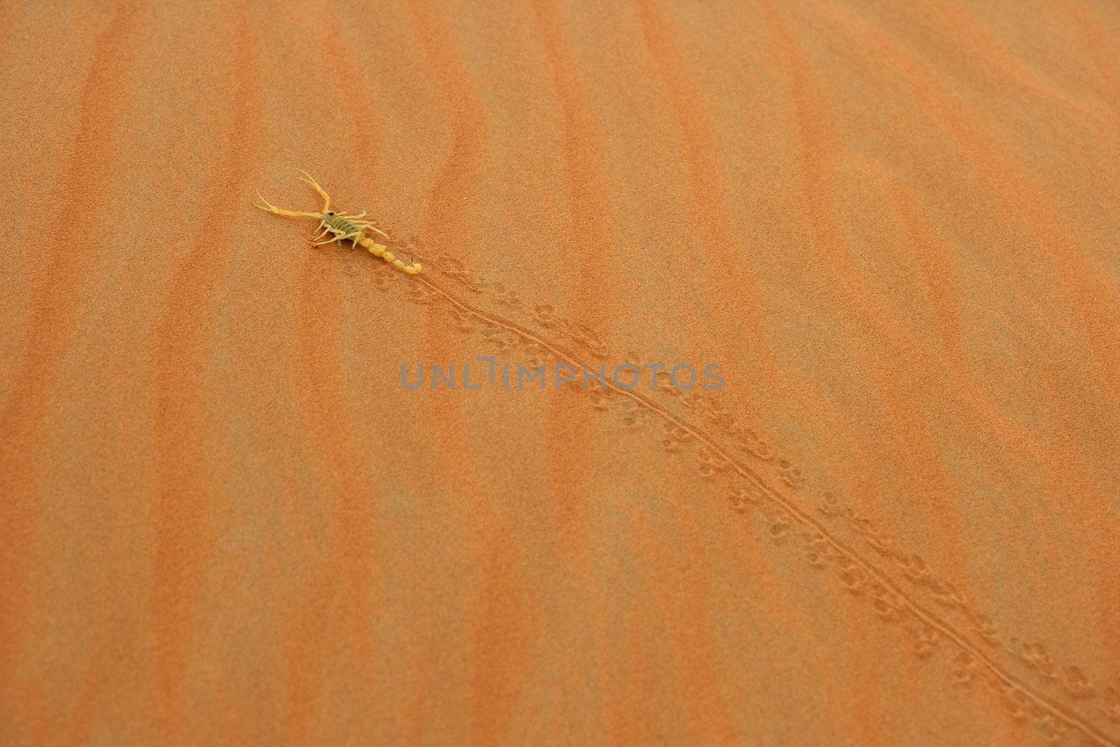 A highly venomous Arabian scorpion, Apistobuthus pterygocerus, leaving its tracks on a sand dune in the Empty Quarter Desert.