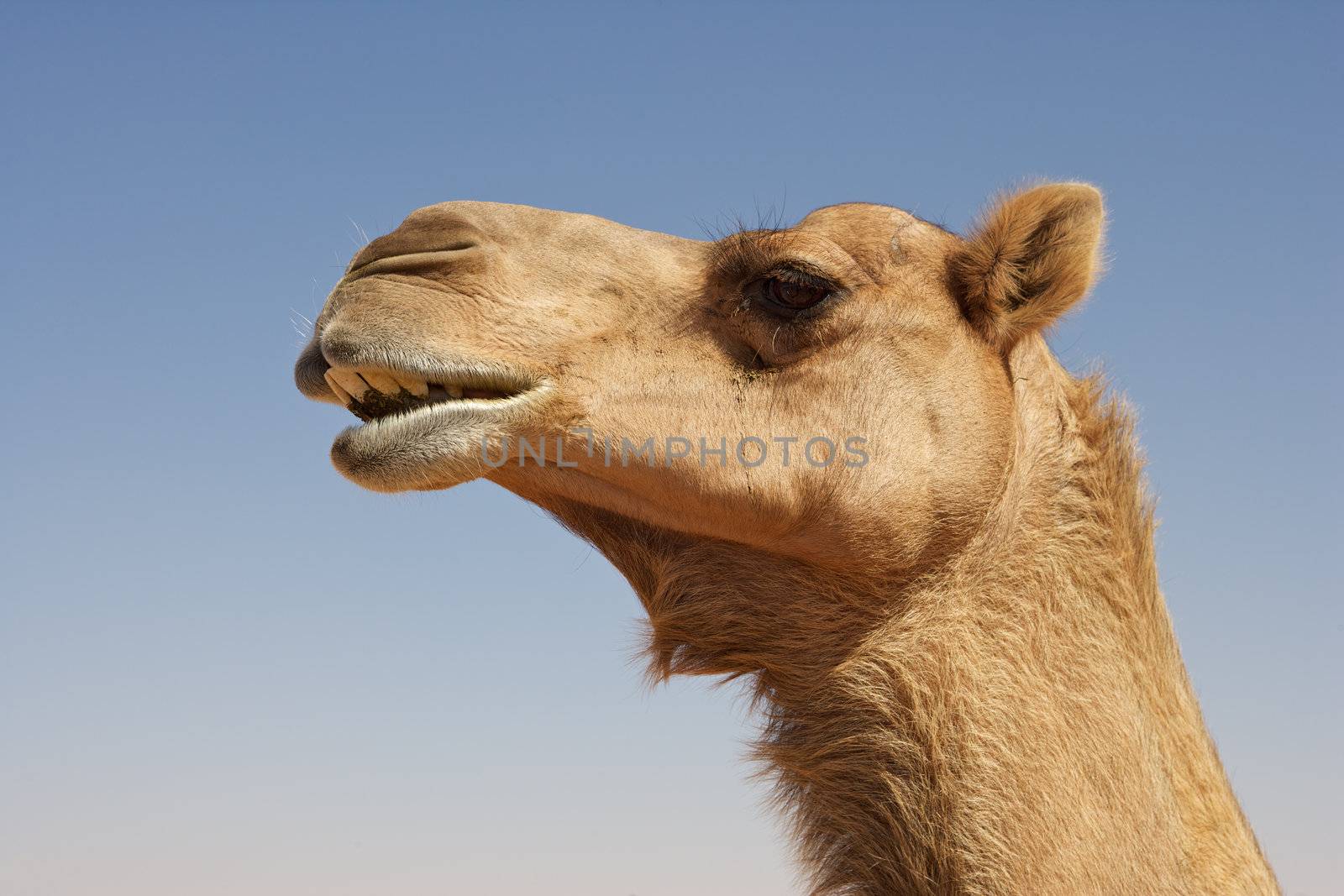 Portrait of a camel in the Rub al Khali or Empty Quarter. Straddling Oman, Saudi Arabia, the UAE and Yemen, this is the largest sand desert in the world.