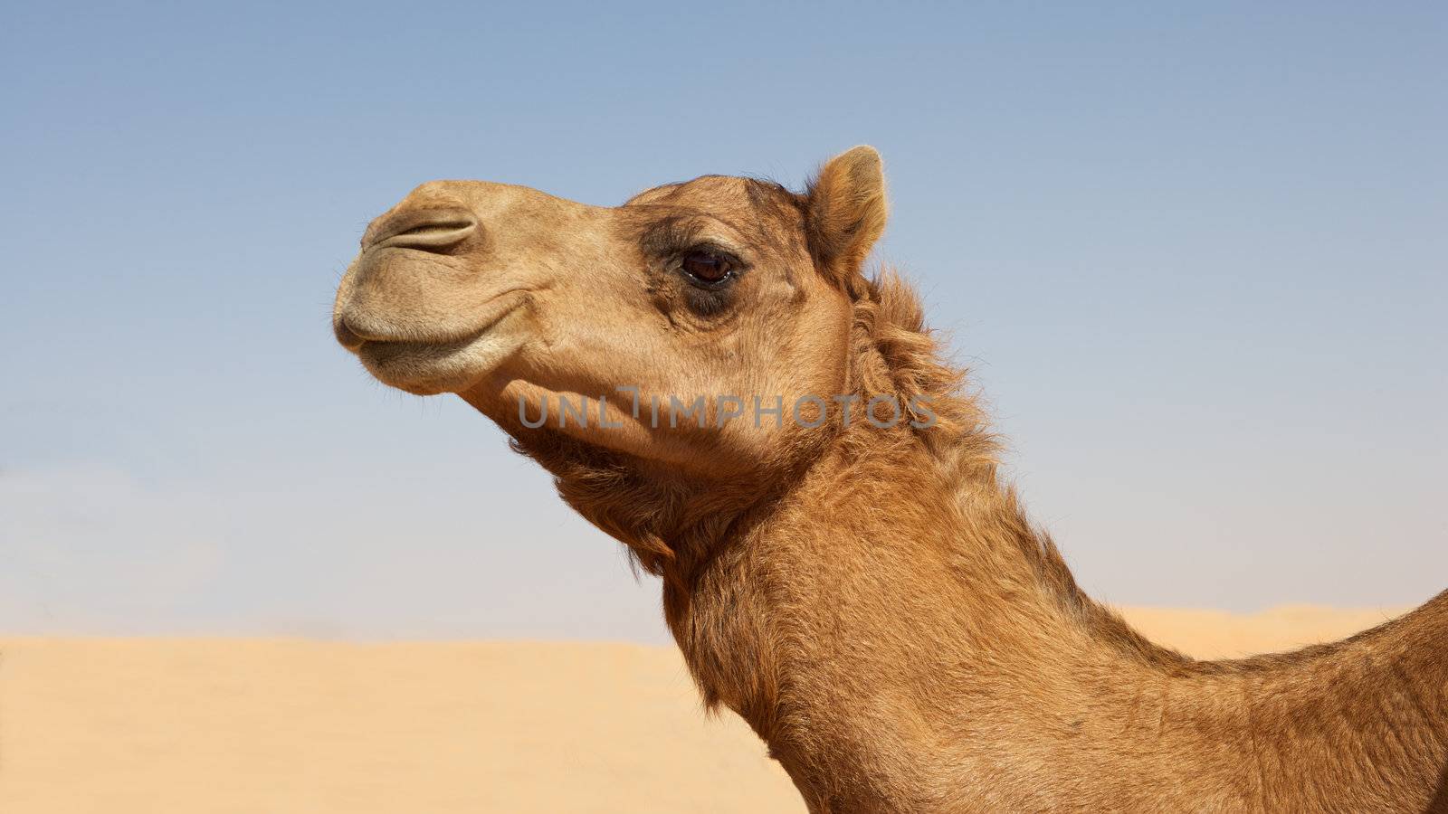 Camel Portrait by zambezi