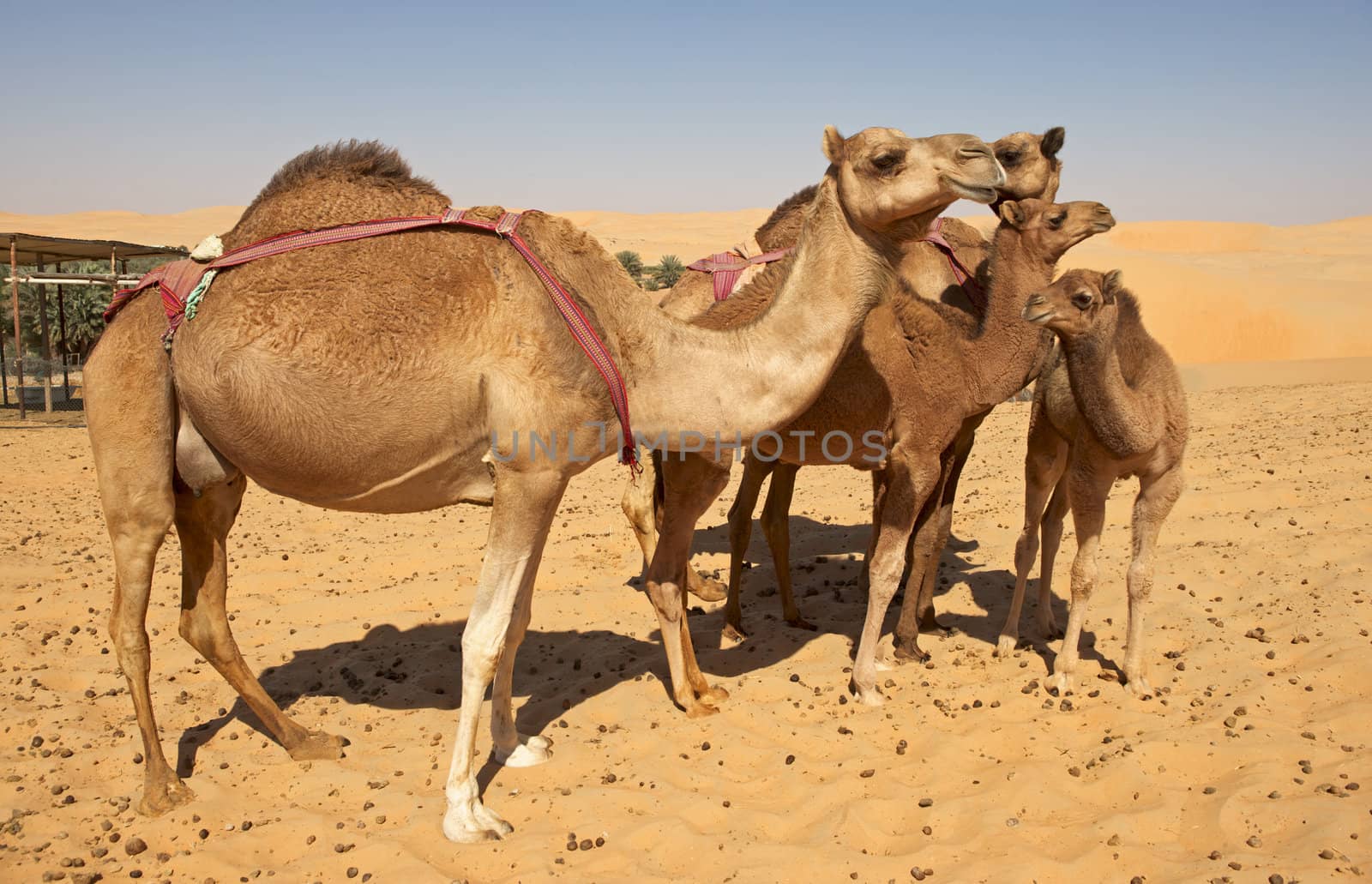 Camels in the Rub al Khali or Empty Quarter. Straddling Oman, Saudi Arabia, the UAE and Yemen, this is the largest sand desert in the world.