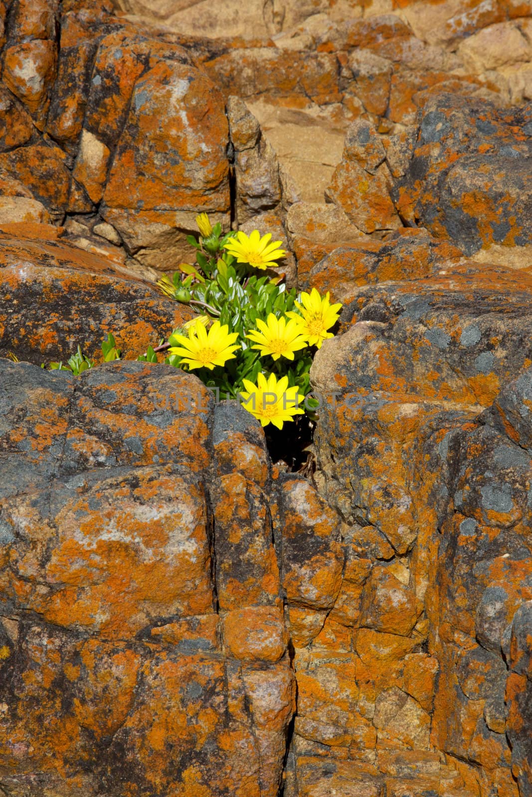 Rock and Flower Abstract by zambezi