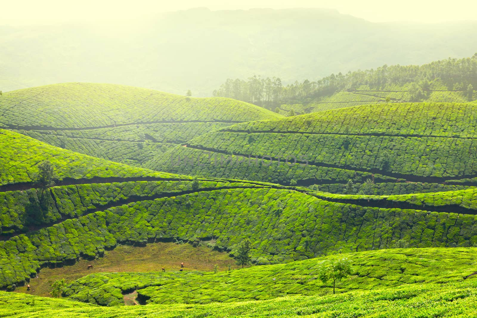 Tea plantations in morning fog. Munnar, Kerala, India