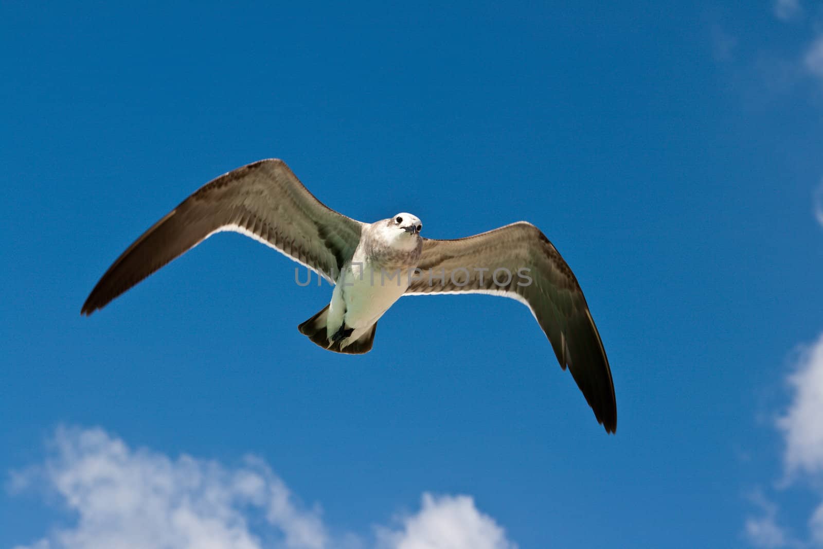 Seagull flying by dimol