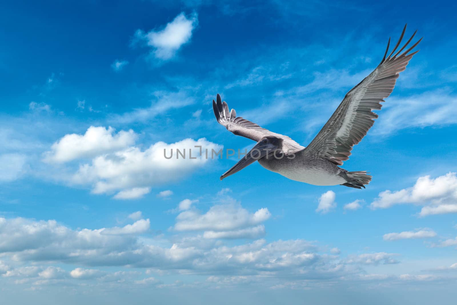Flying brown pelican isolated on white background