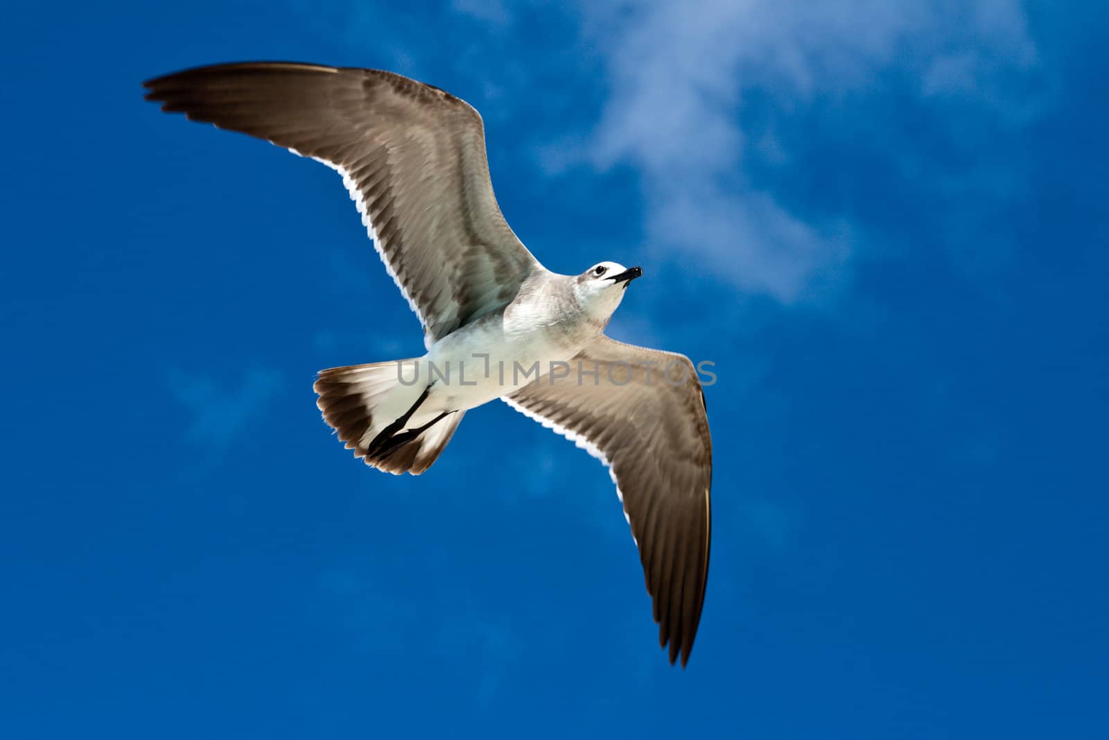 Seagull flying in the air