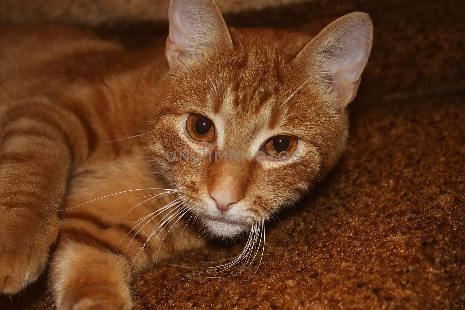 A young orange cat lying on a chair