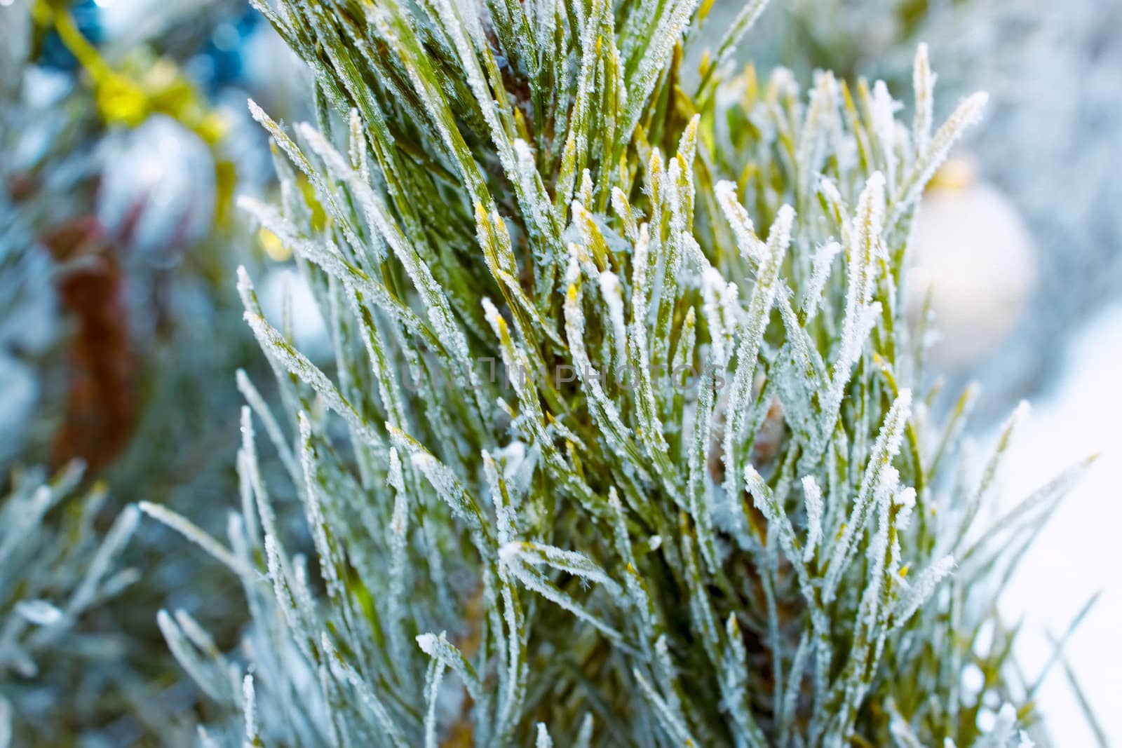 Pine branch covered with rime. Detail of a Christmas tree outdoors