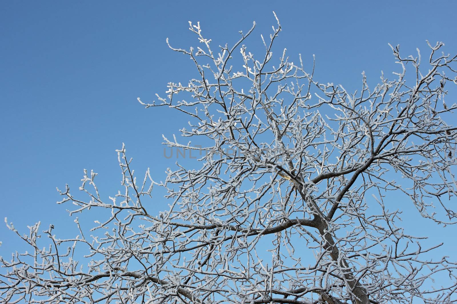 Winter trees covered with hoarfrost against a blue sky