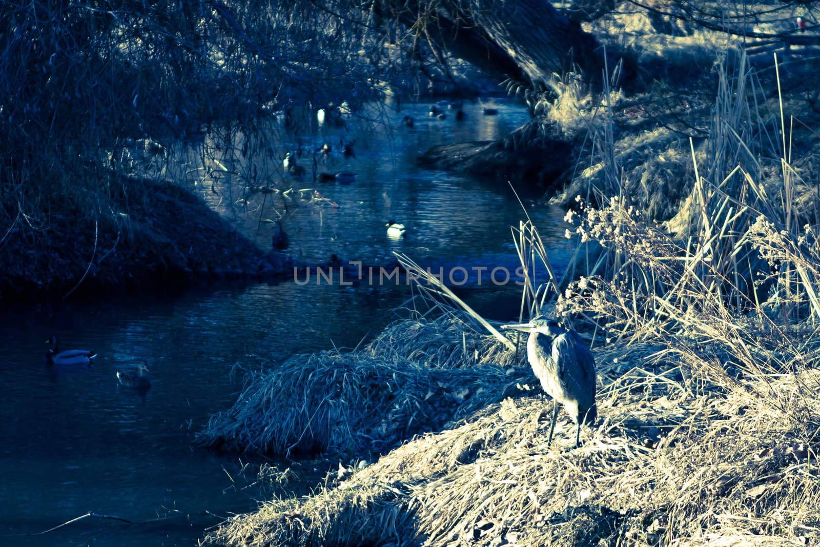 moonlight creek with heron and ducks