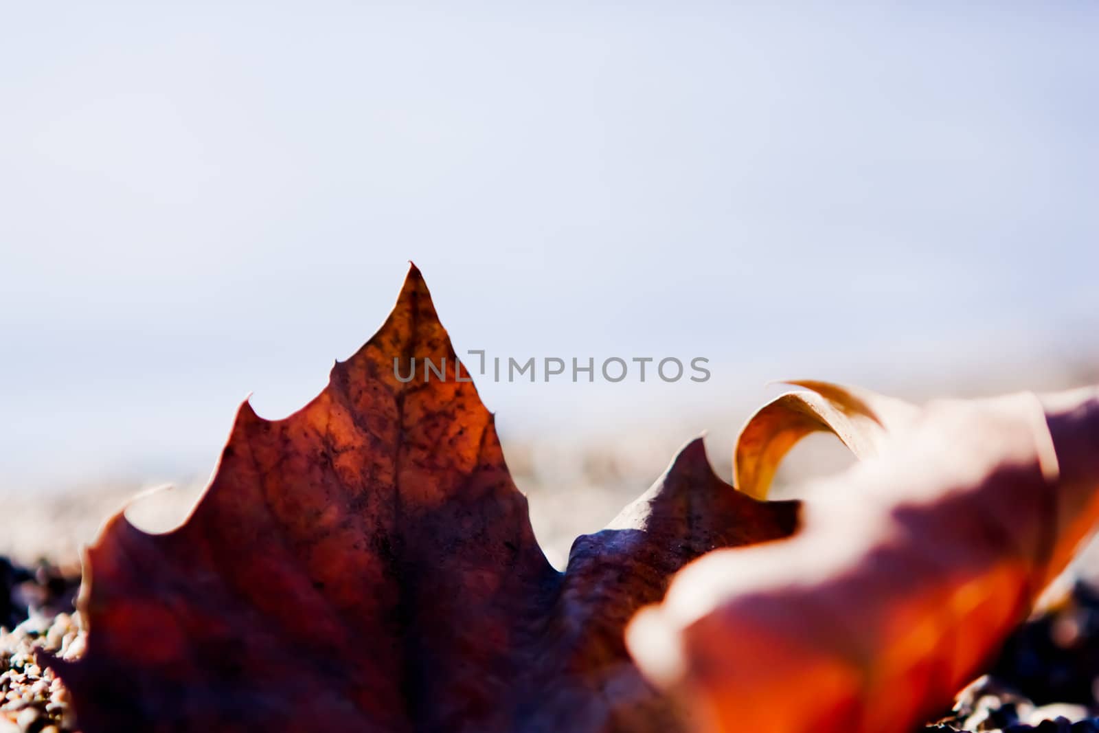 maple leaf by toliknik