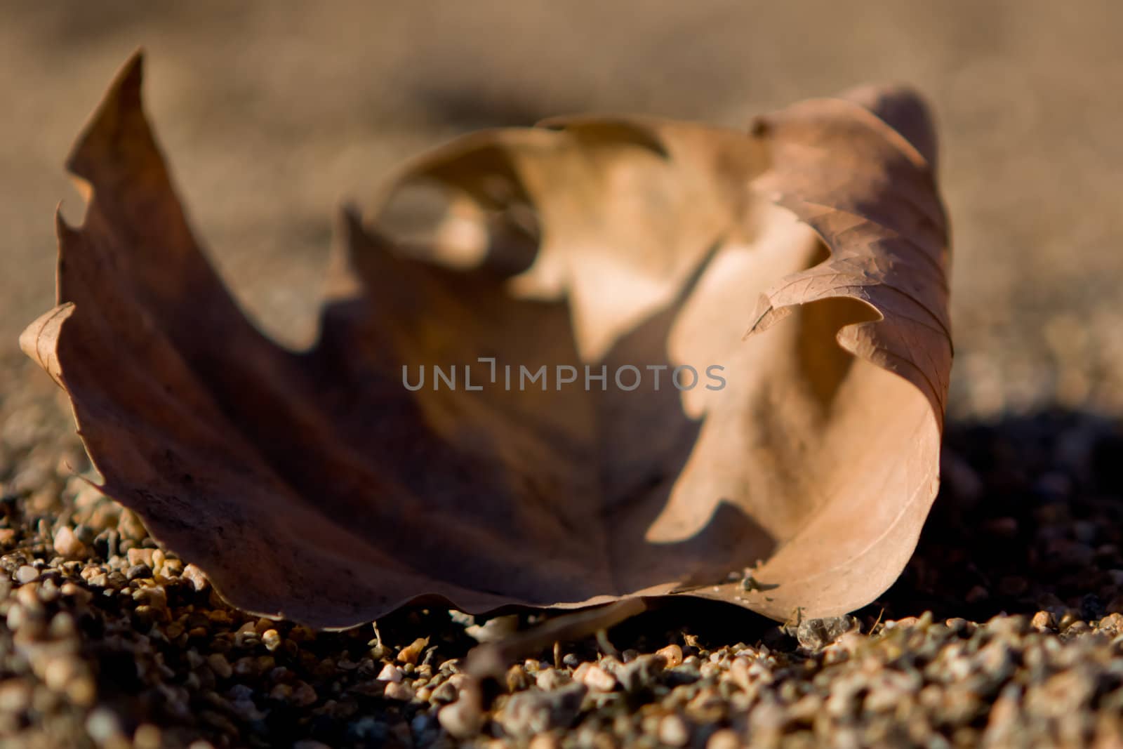 maple leaf on beach sand and blurry background