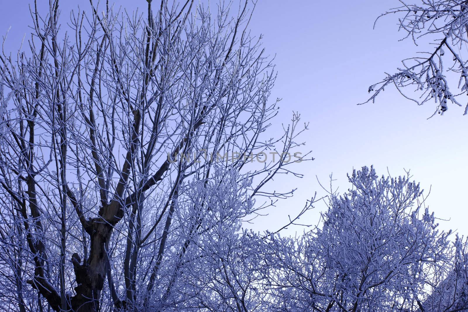 Winter trees covered with hoarfrost (1) by qiiip